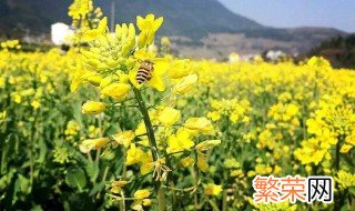 油菜花种植时间 油菜花种植时间和方法