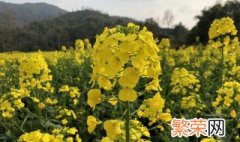 湖南油菜花什么季节开? 湖南油菜花什么季节开花