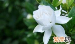 栀子花怎么养 盆栽 栀子花怎么养成盆栽