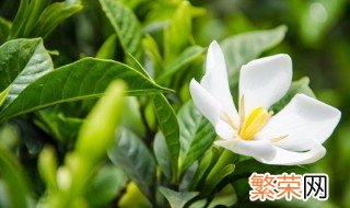 栀子花移栽注意事项 栀子花移栽注意事项和方法