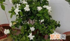 栀子花盆栽好养活吗视频 栀子花盆栽好养活吗