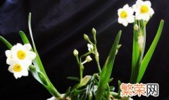 水仙花开花后还能养吗 水仙花开过以后怎么养