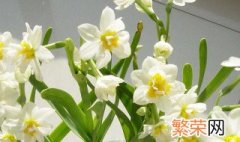 水仙花能除甲醛吗 水仙花能除甲醛吗?