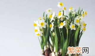 水仙花能放空调房吗室内 水仙花能放空调房吗