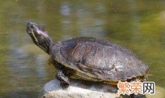 水龟可以一直在水里吗 水龟可以长时间泡水吗