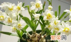 水仙花一般养多久开花啊 水仙花一般养多久开花