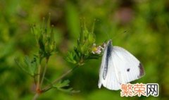 菜青虫会变成蝴蝶吗 青菜虫会不会变成蝴蝶