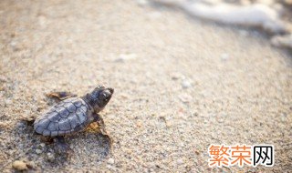 野生甲鱼几月份开口吃食 野生甲鱼几月份开口