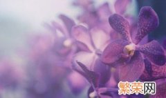 蝴蝶兰花谢后该怎么处理 蝴蝶兰花谢后该怎么处理花苞