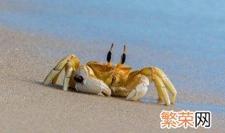 小螃蟹吃米饭吗 小螃蟹吃不吃米饭
