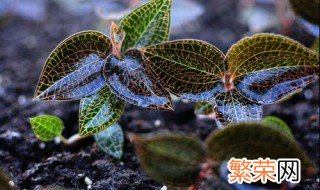 金线莲家里种植方法 如何在家种金线莲