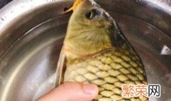 金黄色鲤鱼是什么品种 黄肉鲤鱼是什么品种