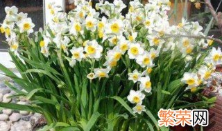 水仙花开完花怎么处理水培 水仙花开完花怎么处理