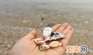 贝壳是什么垃圾 贝壳类属于干垃圾吗