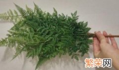 鱼鳞草的种植方法 鱼鳞草如何种植