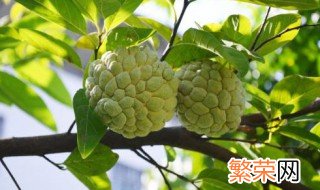 释迦果种植方法 释迦果种植方法简单介绍