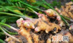 生姜种植方法 什么时间种最好