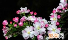 西府海棠和垂丝海棠的主要区别及养护方法 西府海棠和垂丝海棠的主要区别