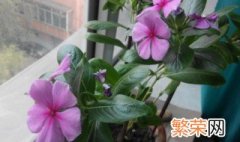 四季春花怎么养 四季春花怎么养才能让花开的大