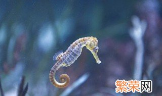 海马属于鱼类吗?为什么是海象 海马属于鱼类吗?为什么