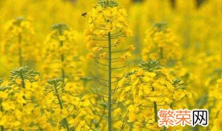 油菜花什么时候结果 油菜花什么时候结果成熟