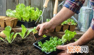 大头菜种植技术技巧 大头菜种植技术技巧图解