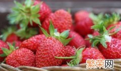 牛奶草莓种植管理方法图 牛奶草莓种植管理方法