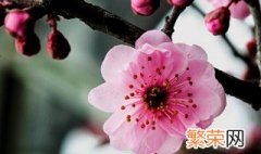 花草树木怎么过冬 花草树木怎么过冬采访收获