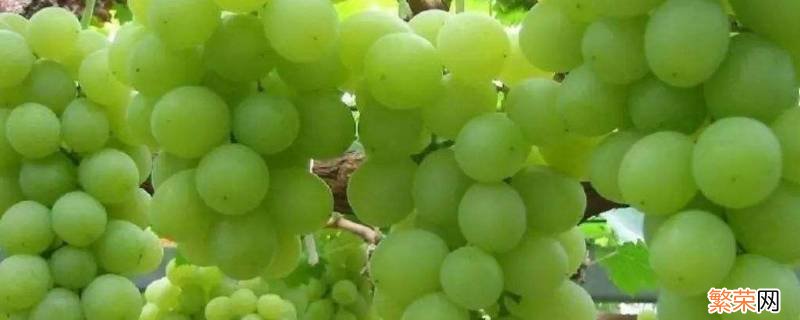 绿色无籽的葡萄叫什么名字 绿色无籽葡萄叫什么名字