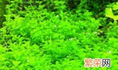 矮珍珠的种植方法 矮珍珠的养殖方法