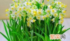 怎样才能让水仙花开花 怎样才能让水仙花开花快