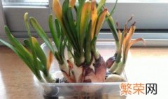 水仙花能二次开花吗 水仙花可以二次开花吗