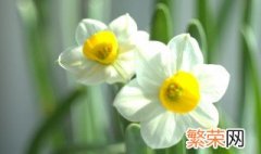 水仙花除甲醛吗 水仙花能除甲醛吗