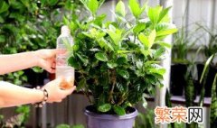 家里养栀子花吗吉利吗 栀子花在家里养吉利吗