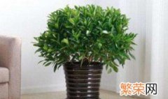 非洲茉莉正确浇水方法 非洲茉莉正确浇水方法图片