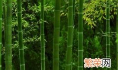 竹子有什么作用 利用竹子各个性质发挥作用