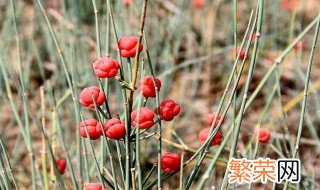 什么植物中含有麻黄碱 麻黄碱来源于哪种植物