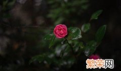 欧洲月季玫瑰植物盆栽怎么养 盆栽欧月玫瑰怎么养
