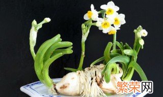 如何让水仙花冬眠 水仙花怎么休眠