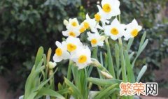 水仙花有毒怎么处理方法 水仙花有毒怎么处理