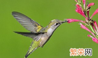 蜂鸟的生活方式 蜂鸟喜欢在怎样的地方做家