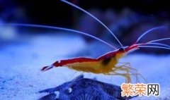 医生虾的饲养方法 医生虾怎么养