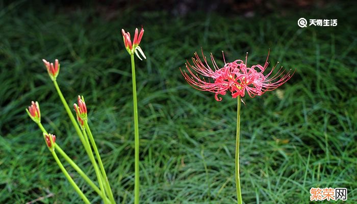 彼岸花花语 彼岸花花语是什么