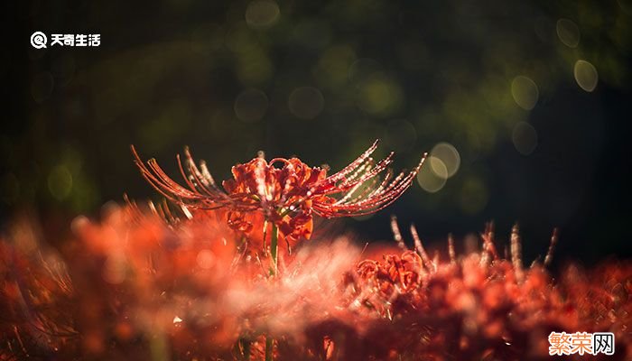 彼岸花花语 彼岸花花语是什么