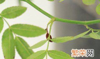 红木花养殖方法 红木花养殖方法有哪些