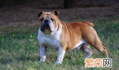 斗牛犬是变异犬吗 斗牛犬是变异犬吗为什么