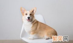 老年犬狗粮泡水 老年犬狗粮泡软步骤