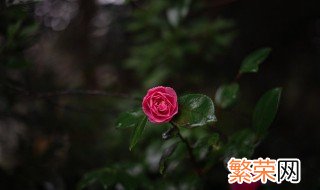 茶花冬天怎么养 茶花冬天怎么养才能安全过冬?