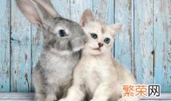 猫吃兔子吗 猫会吃兔子吗