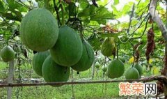 瓜蒌的种植方法 瓜蒌的种植方法和时间及产量